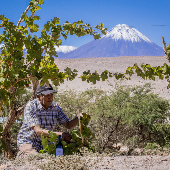 Ayllu, el sabor del desierto