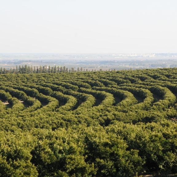 Fertilizantes SQM: Presente en los cítricos del primer mundo