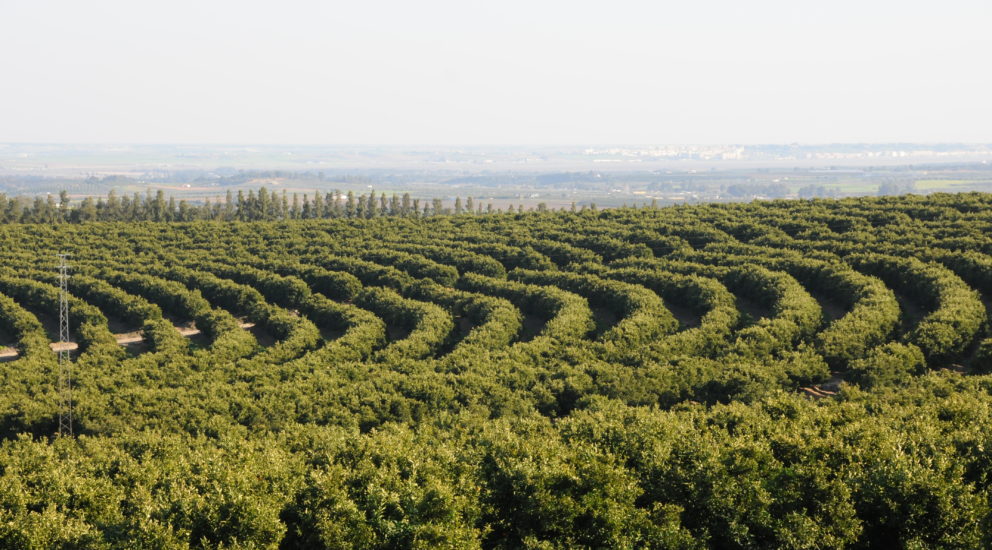 Fertilizantes SQM: Presente en los cítricos del primer mundo