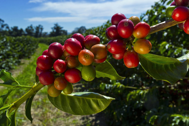 En Café, los NPK solubles reemplazan al NPK granulado en la mitad de la dosis