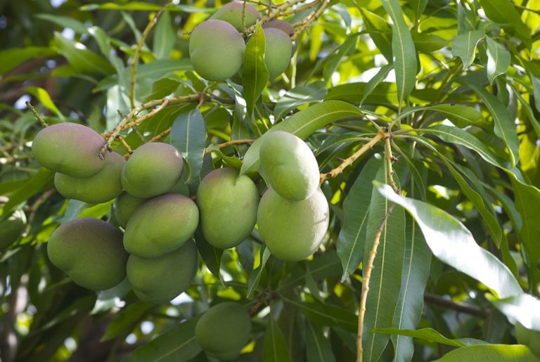 Consultores y Agrónomos Brasileros obtienen consejos  SQM en Mango.