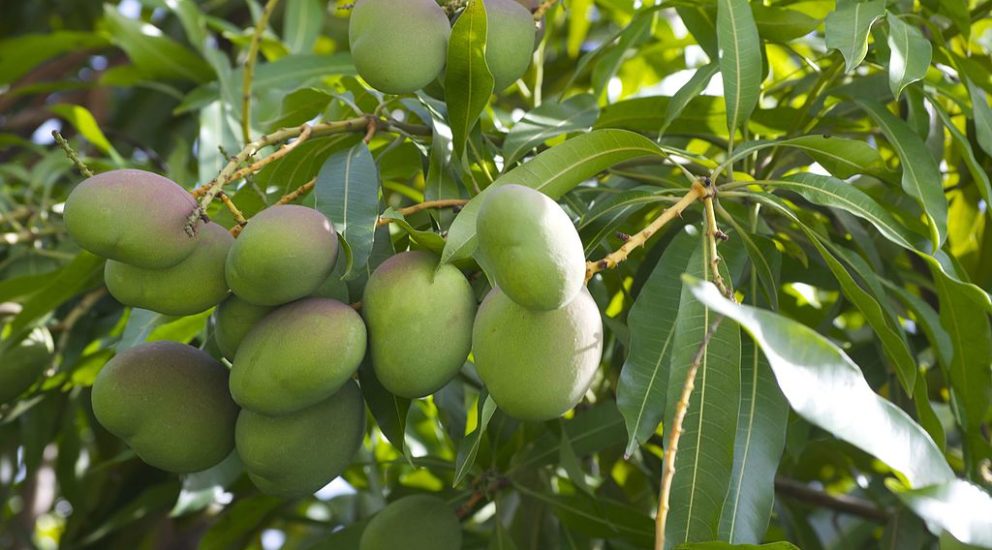 Consultores y Agrónomos Brasileros obtienen consejos  SQM en Mango.