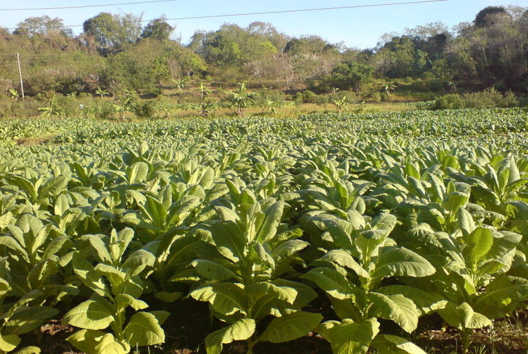 El Nitrato de Potasio aumenta visiblemente el tamaño de la planta de Tabaco en Uganda.