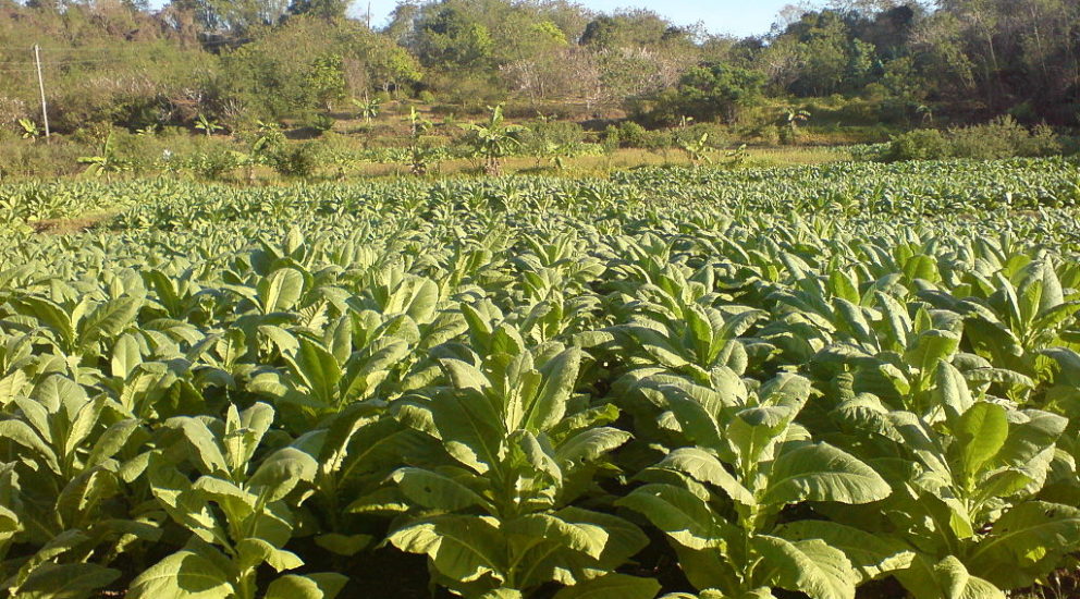 (Español) El Nitrato de Potasio aumenta visiblemente el tamaño de la planta de Tabaco en Uganda.