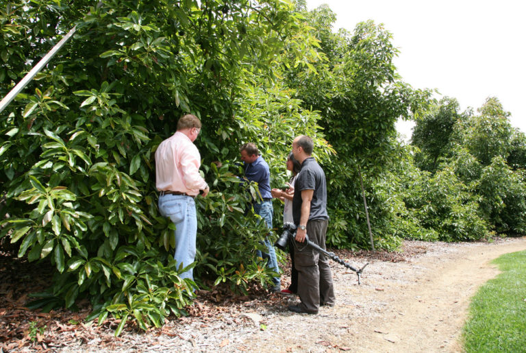 Ultrasol® and Speedfol™ B SP ayudan a controlar el vigor de la planta en huertos de Palto