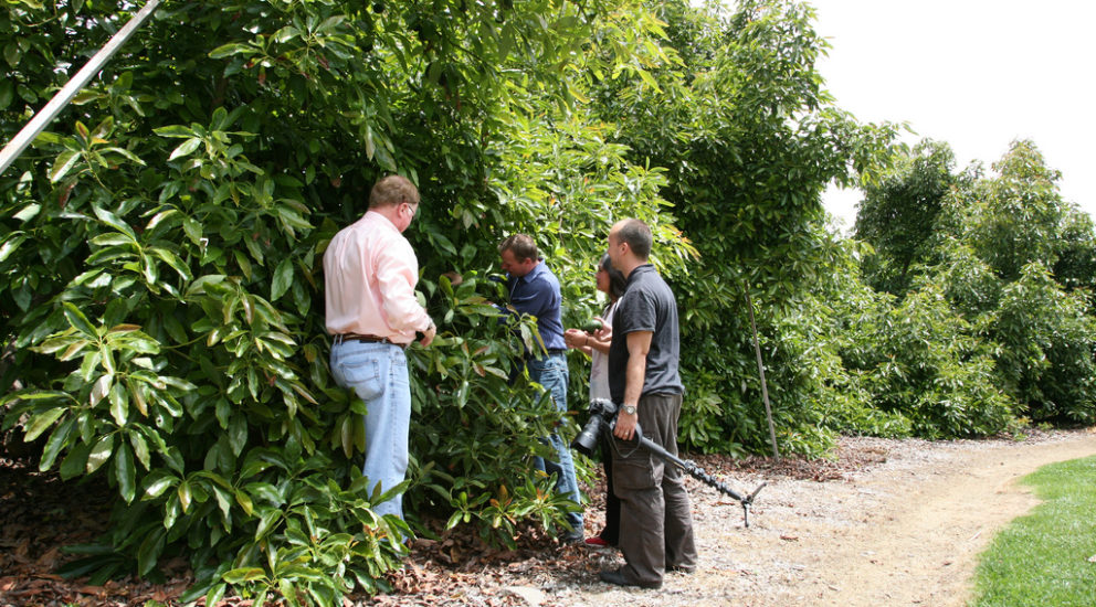 Ultrasol® and Speedfol™ B SP ayudan a controlar el vigor de la planta en huertos de Palto