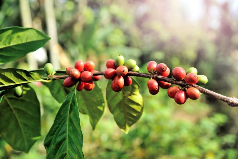 Aplicaciones foliares con Dripsol® NKS aumentaron los ingresos brutos del productor de café con 13,7 %.
