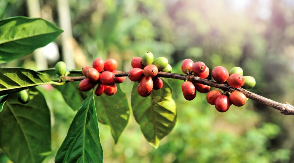 (Español) Aplicaciones foliares con Dripsol® NKS aumentaron los ingresos brutos del productor de café con 13,7 %.