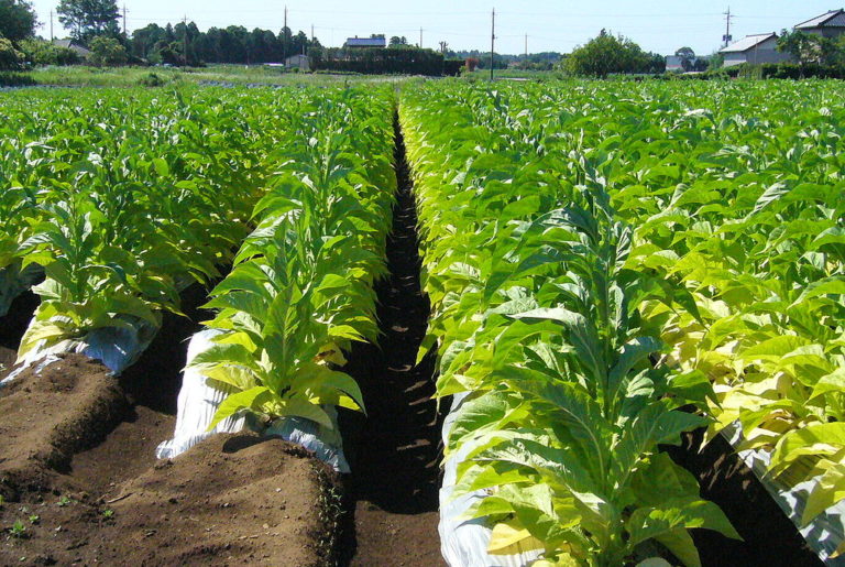 (Español) Tabaco