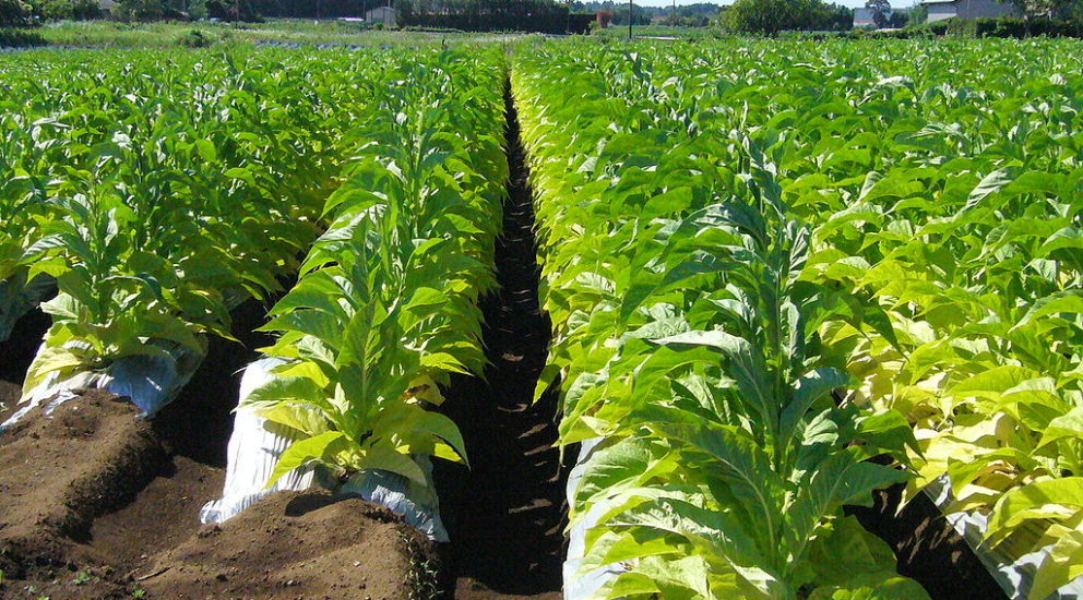 (Español) Tabaco