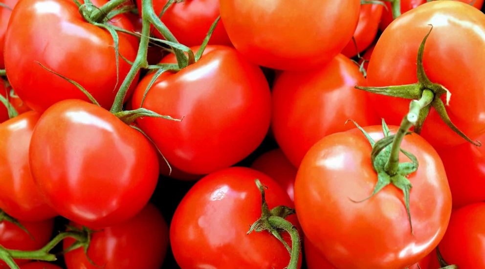 tomato-diseases