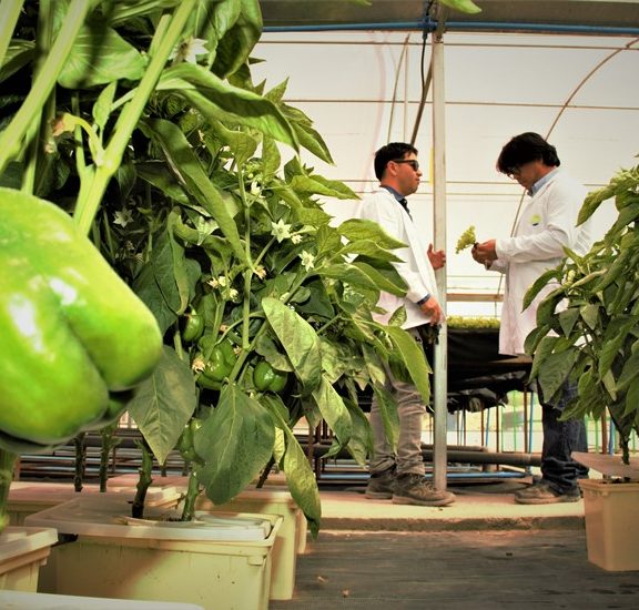 Software permitirá desarrollar productos agrícolas de primer nivel en el Tamarugal