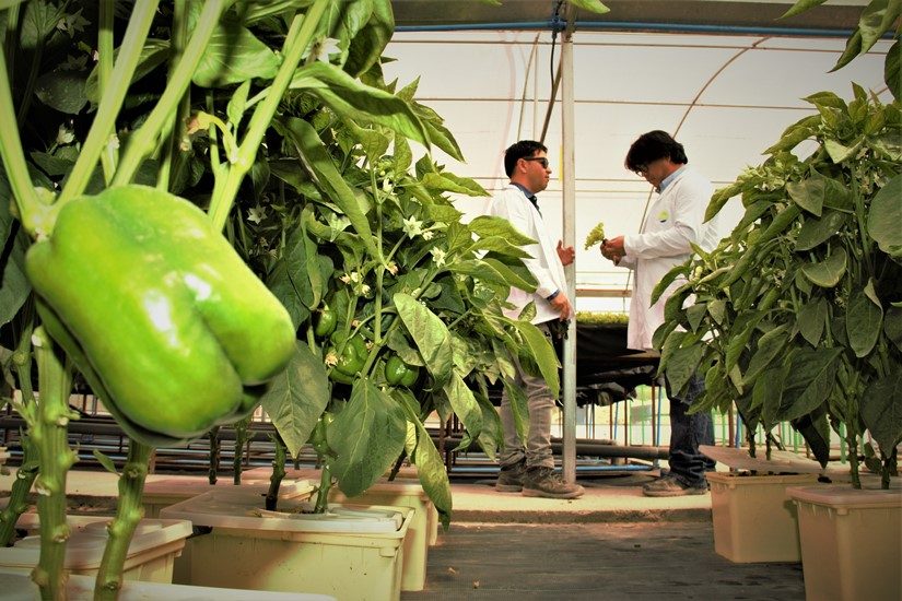 Software permitirá desarrollar productos agrícolas de primer nivel en el Tamarugal