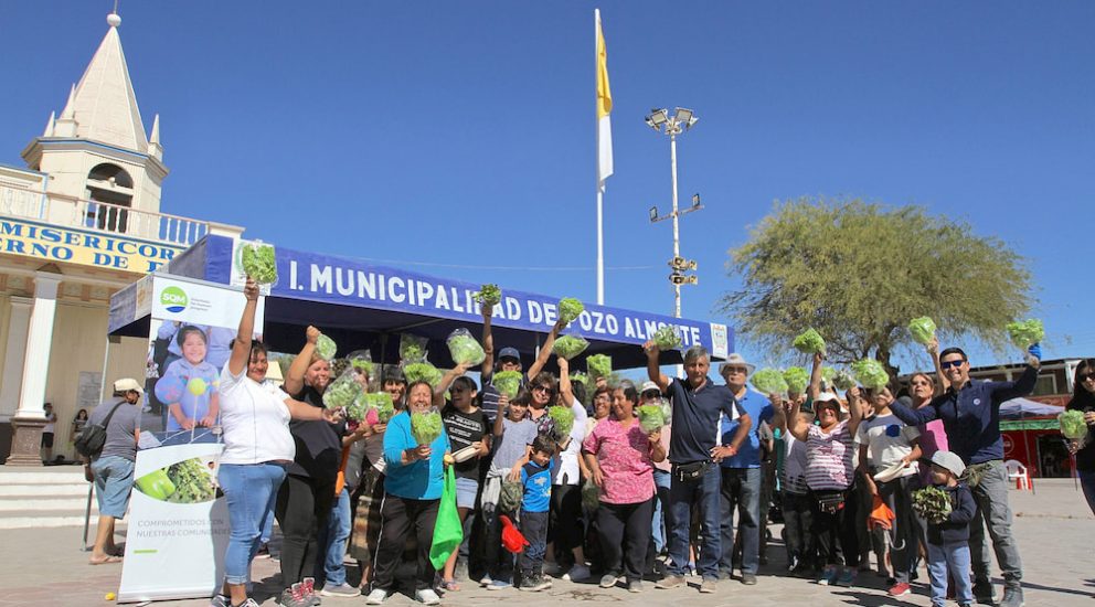 Agricultores de La Tirana celebran junto a la comunidad su primera cosecha de lechugas