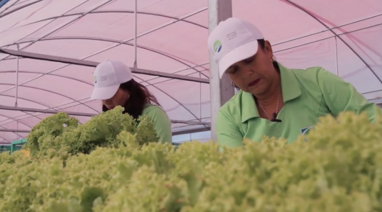 Agricultores de Pozo Almonte celebran primera cosecha de lechugas