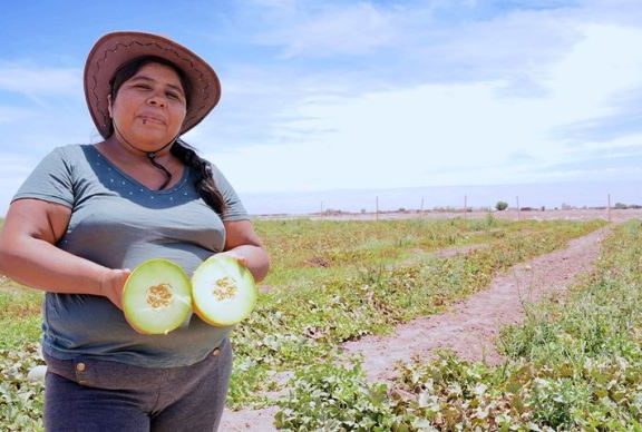 Agricultores de la Colonia Agrícola de Pintados celebran su primera cosecha de melones y sandías