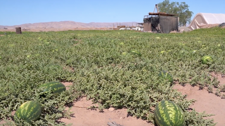 ¡Sandías y melones del desierto!