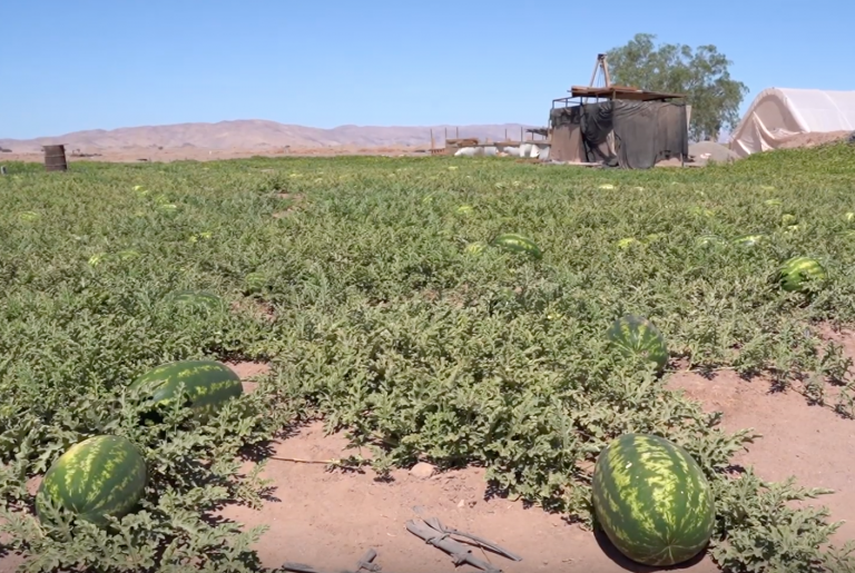 ¡Sandías y melones del desierto!