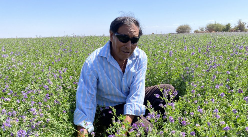 Agricultores de Pintados transforman el desierto en un vergel