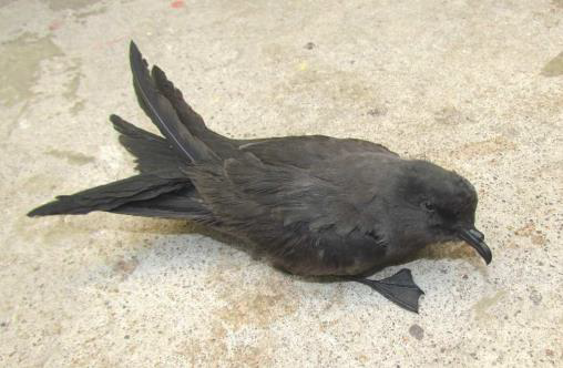 Rescuing Storm-Petrels