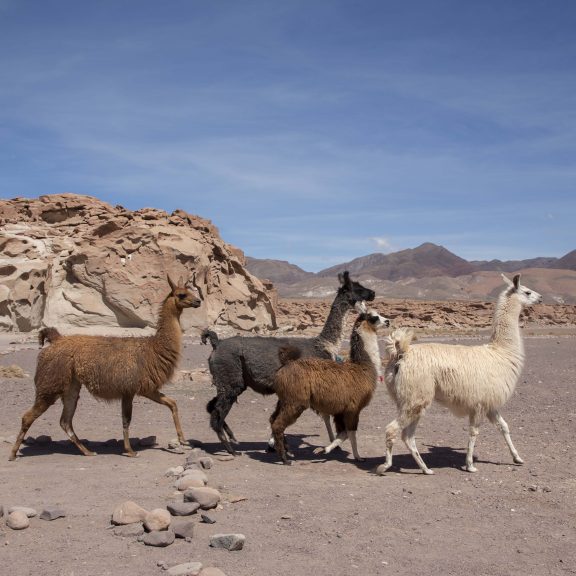 Women from Quillagua learn to produce natural wool, reviving their roots through textile art