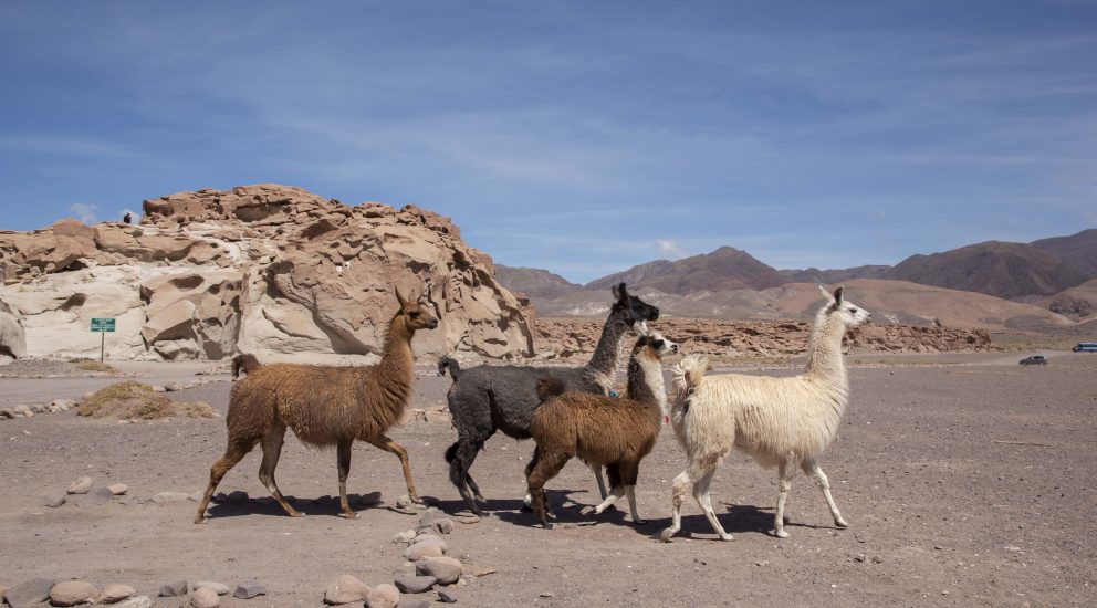 Mujeres de Quillagua aprenderán a producir lana natural para rescatar sus raíces a través del arte textil