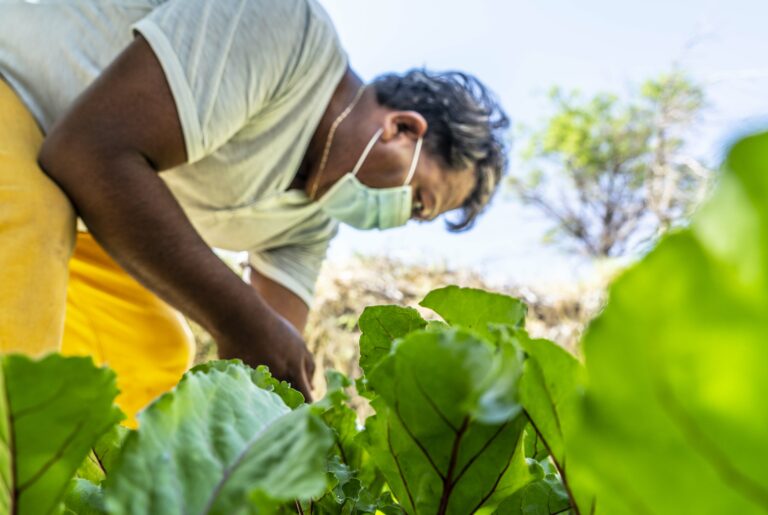 Huertos Familiares: más de 100 vecinos del Salar de Atacama cultivan sus propias hortalizas en el hogar