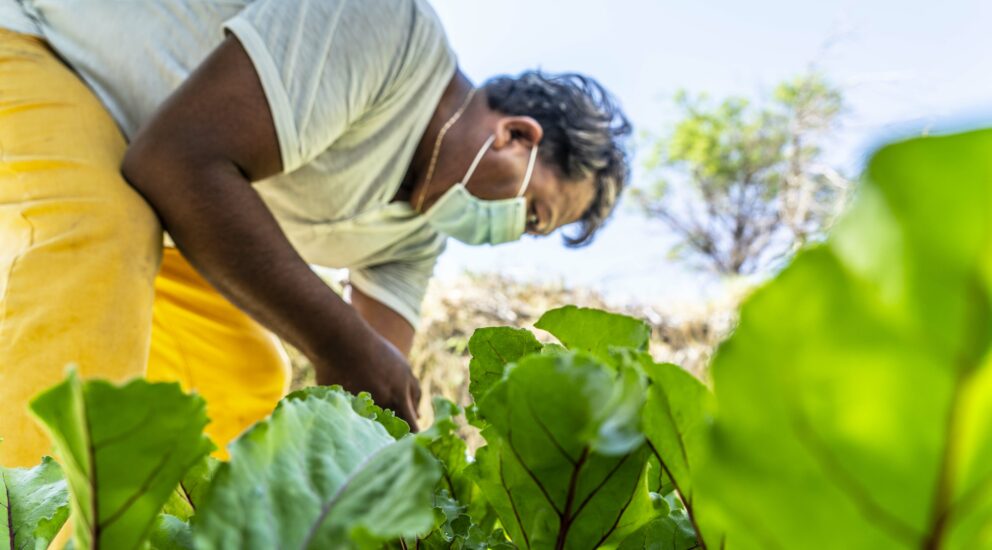 Family Gardens: More than 100 Salar de Atacama residents grow vegetables at home