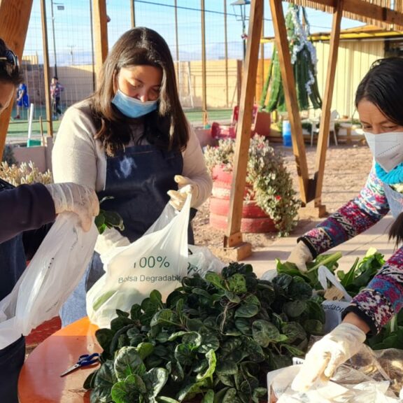 Junta de Vecinos Alto Jama celebró nueva cosecha con la entrega de hortalizas para vecinos y vecinas del sector