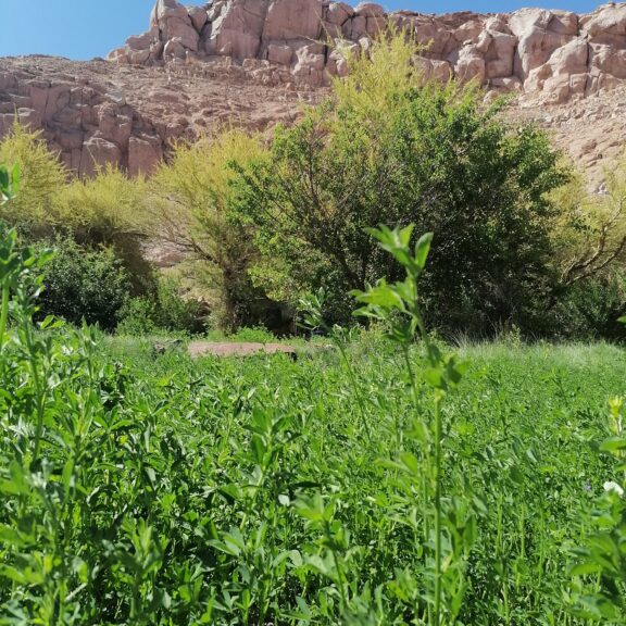 Con la plantación de quínoa, maíz y alfalfa reimpulsan la agricultura de la Quebrada de Soncor