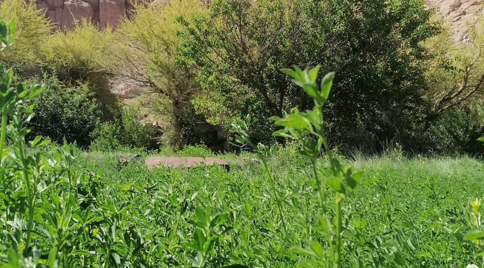 (Español) Con la plantación de quínoa, maíz y alfalfa reimpulsan la agricultura de la Quebrada de Soncor