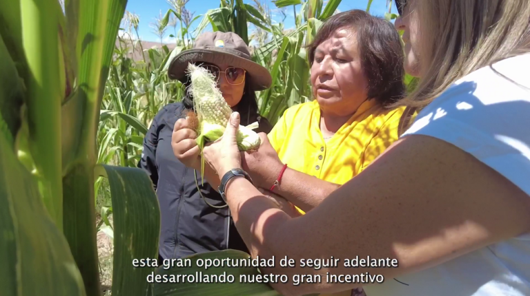 (Español) ¡Revitalizando la agricultura campesina!