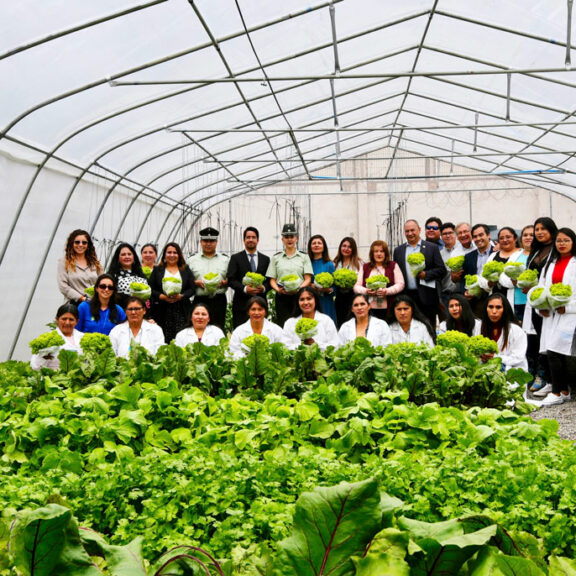 More than 1,200 heads of hydroponic lettuce will be produced by inmates at Iquique Correctional Center