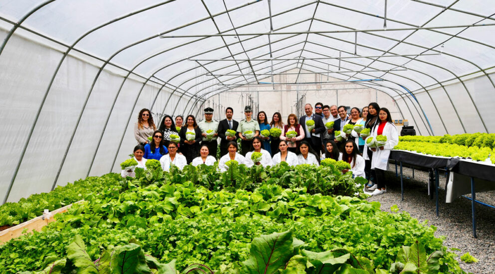 More than 1,200 heads of hydroponic lettuce will be produced by inmates at Iquique Correctional Center